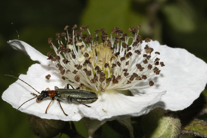 Oedemera croceicollis oppure Angocodes fulvicollis?